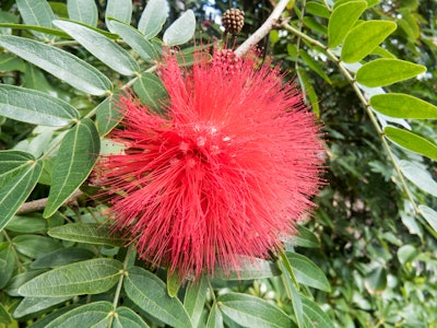 Red Flower