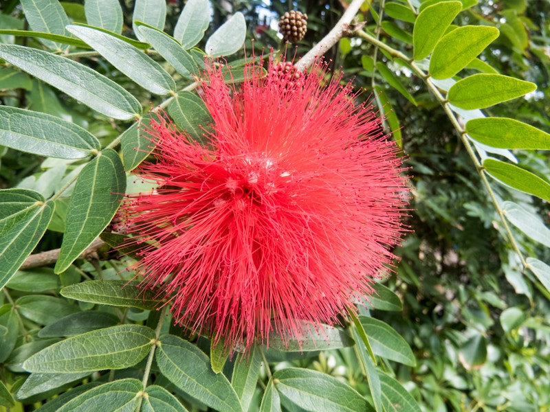 Photo: Red Flower
