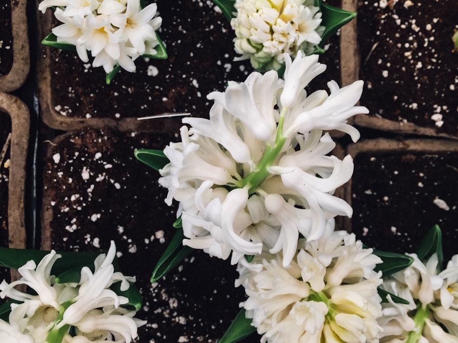 Photo: White Flowers in Soil
