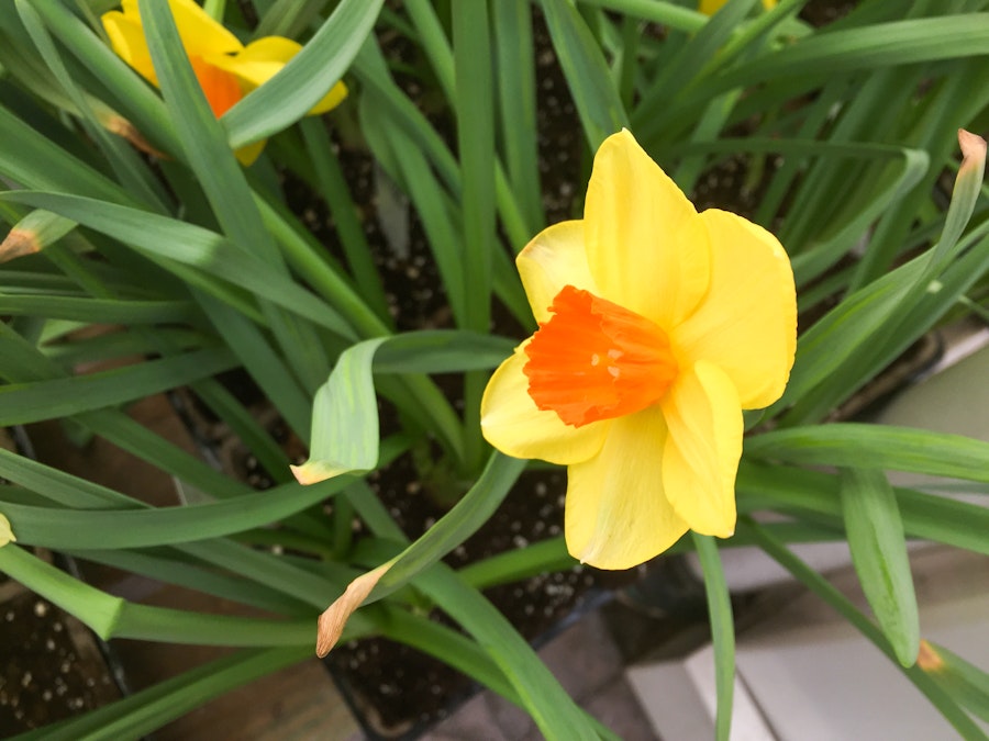 Photo: Yellow Flower in Garden