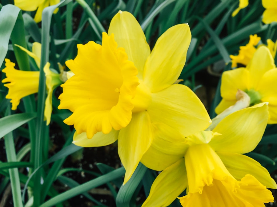 Photo: Yellow Spring Flowers