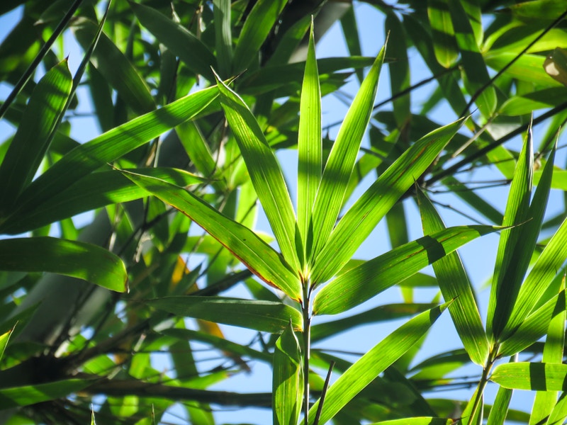 Photo: Leaves