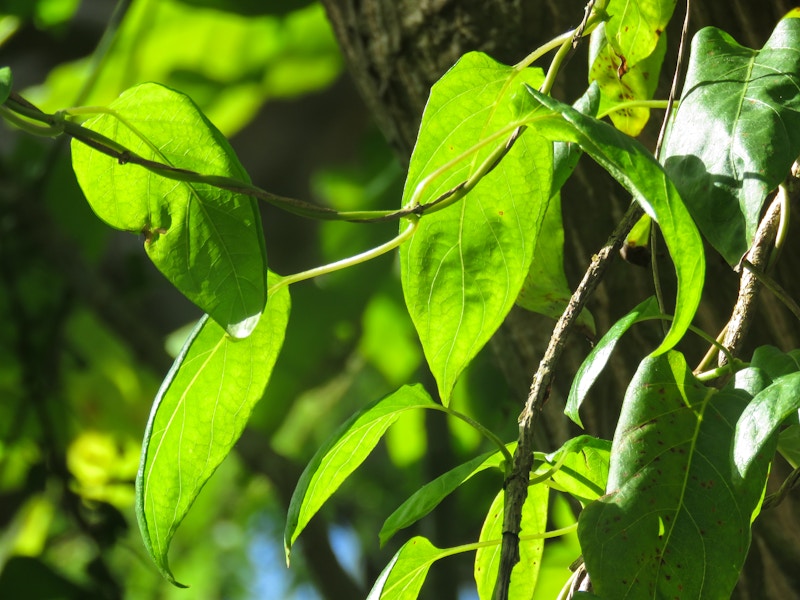 Photo: Leaves