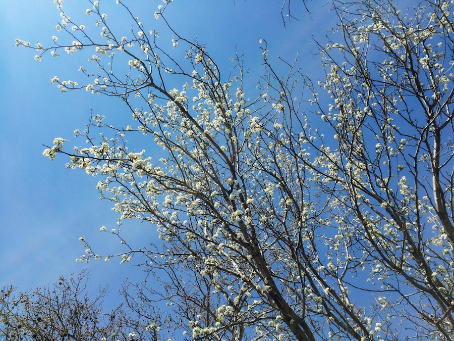 Photo: Cherry Blossoms over Blue Sky