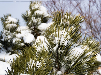 Snow Covered Pine
