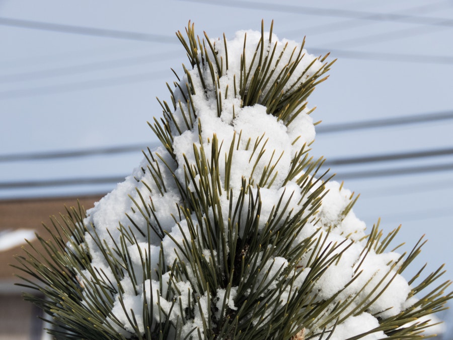 Photo: Snow Topped Pine Leaves