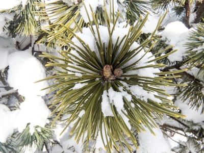 Snow Covered Pine Leaves