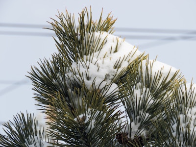 Snow on Pine Leaves