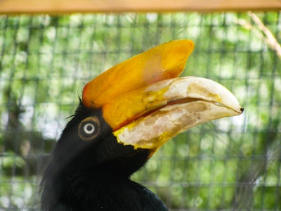 Black and Orange Bird