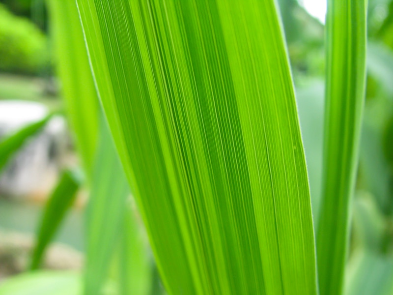 Photo: Green Leaf