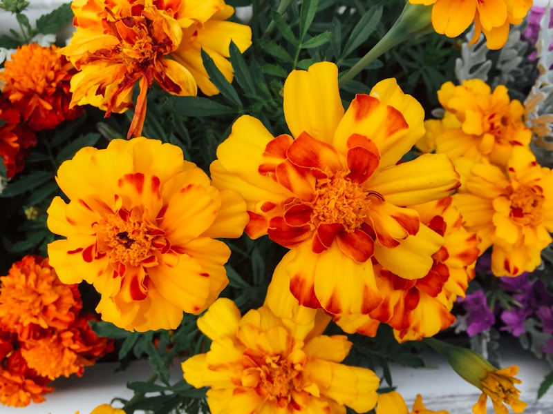 Photo: Yellow and Orange Flowers