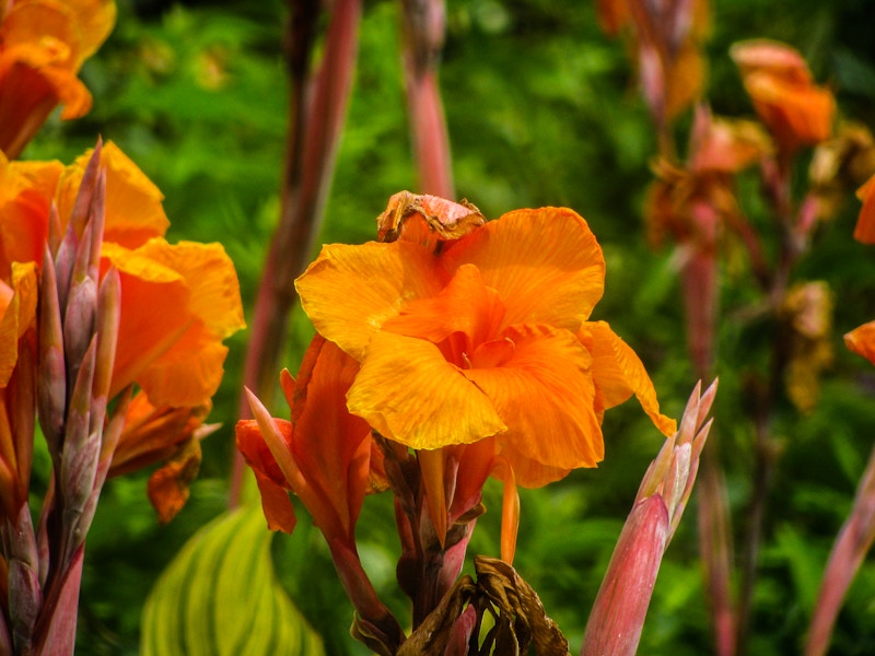 Photo: Flowers