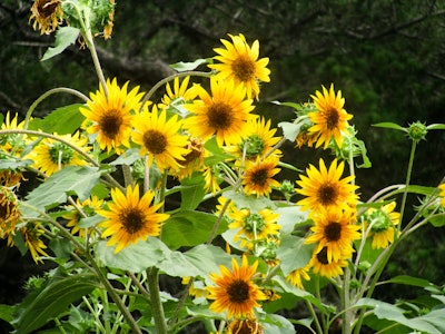 Sunflowers