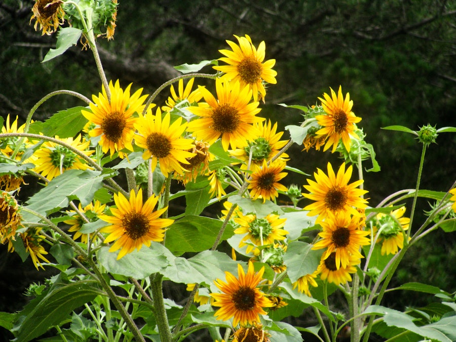 Photo: Sunflowers