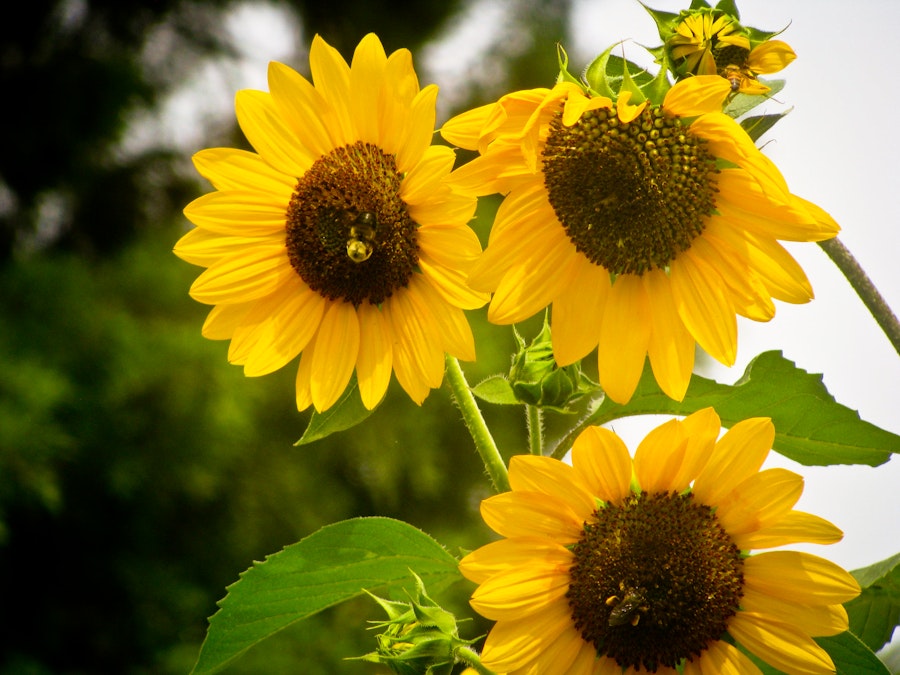 Photo: Sunflowers