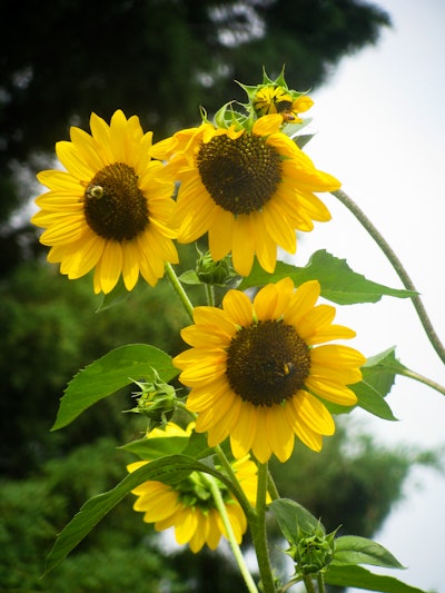 Sunflowers with Bees