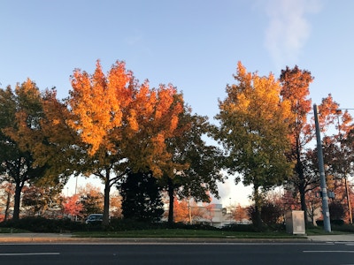 Colorful Fall Leaves on Trees