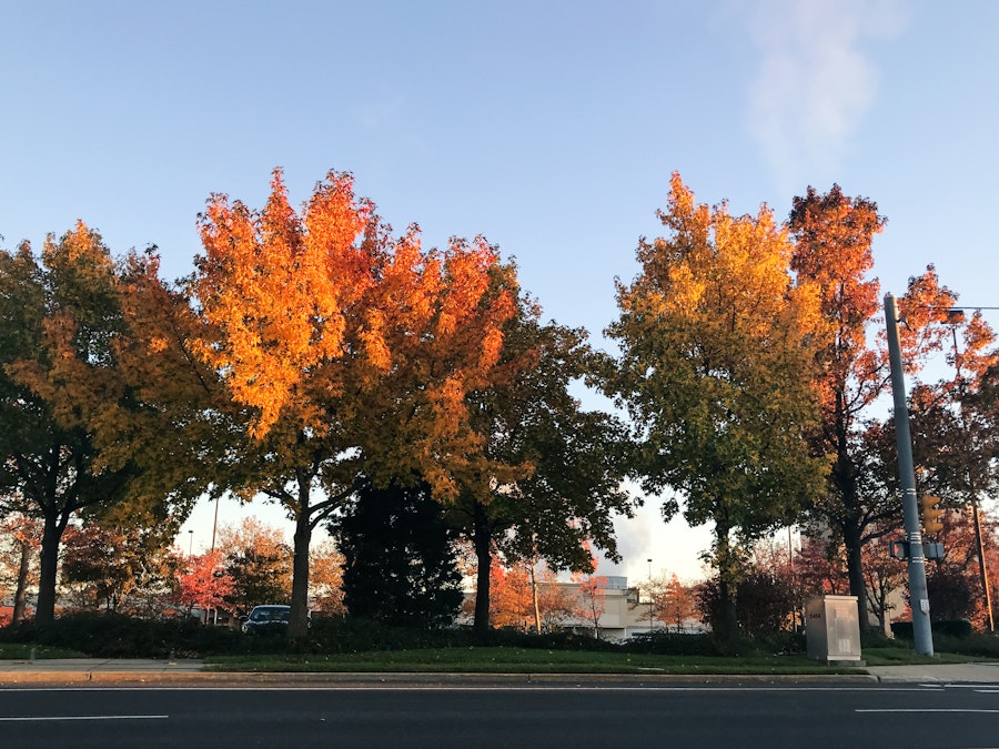 Photo: Colorful Fall Leaves on Trees