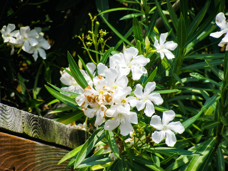 Photo: White Flowers