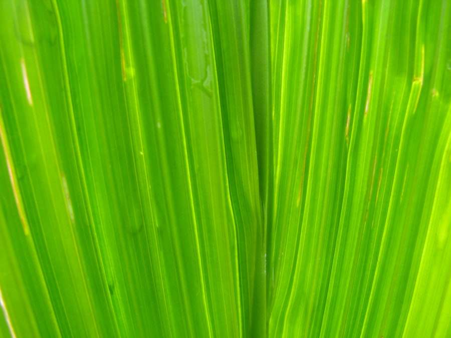 Photo: Leaf Texture