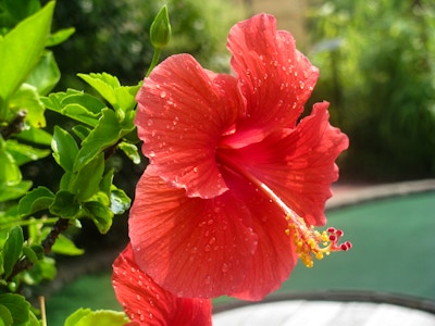 Red Summer Flower