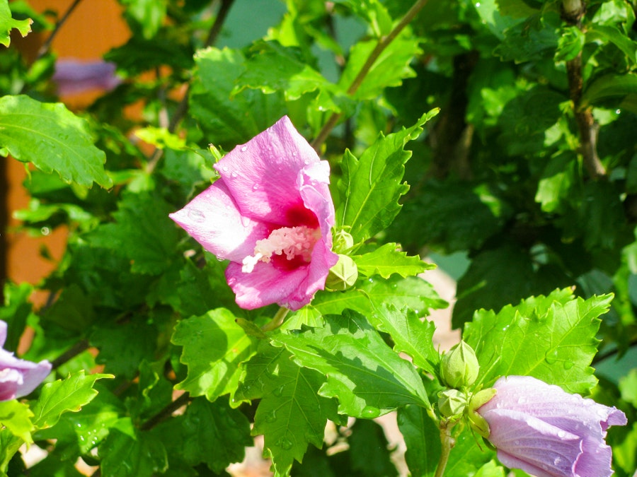 Photo: Pink Flower