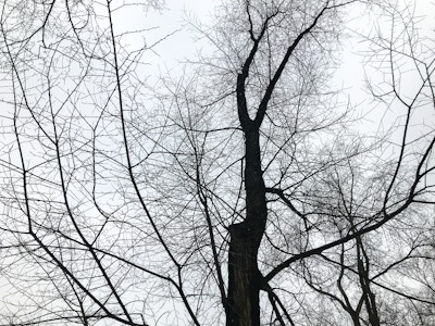Silhouetted Tree Branches - A tree silhouetted with no leaves in winter with white sky