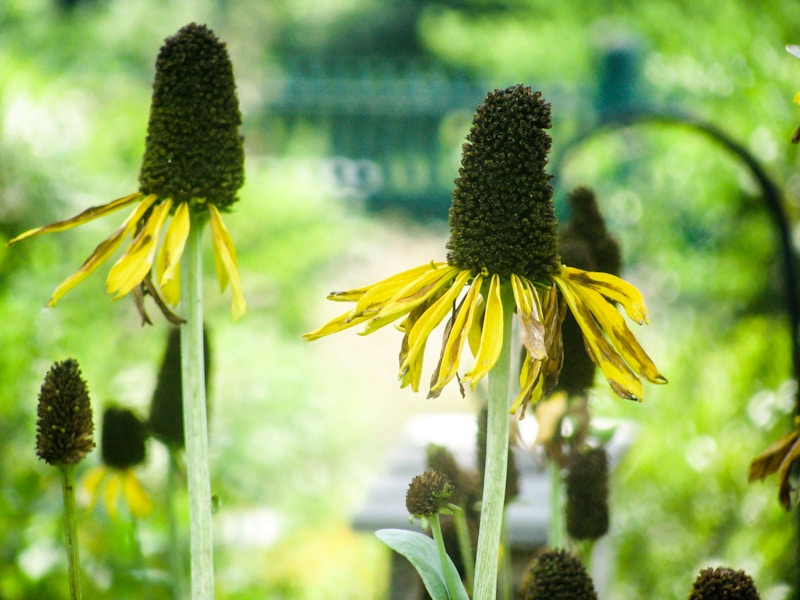 Photo: Flowers