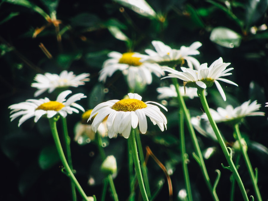 Photo: White Flowers with Yellow