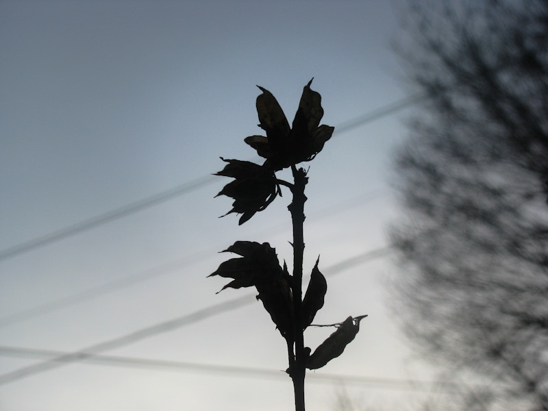 Photo: Silhouette