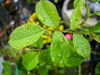 Rainy Leaves