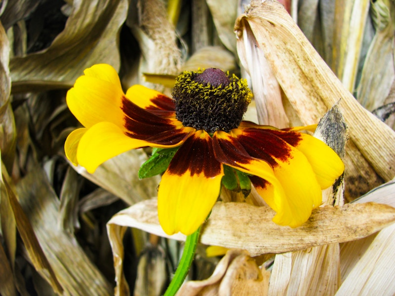 Photo: Yellow Flower In Front of Leaves