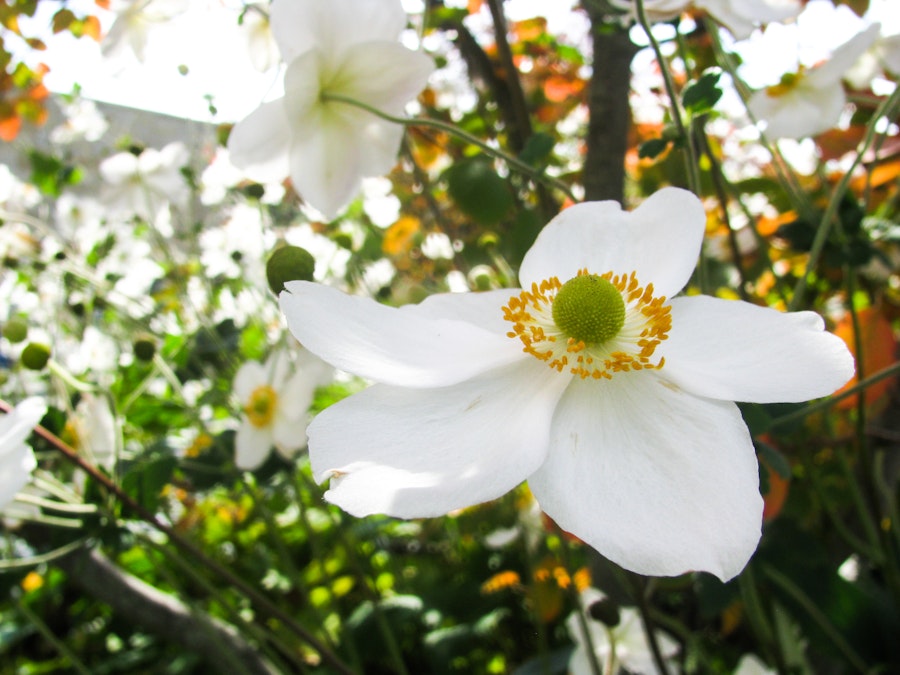 Photo: White Flower Macro