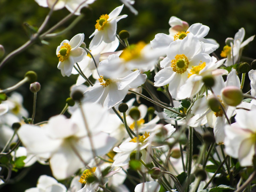 Photo: White and Yellow Flowers in Garden