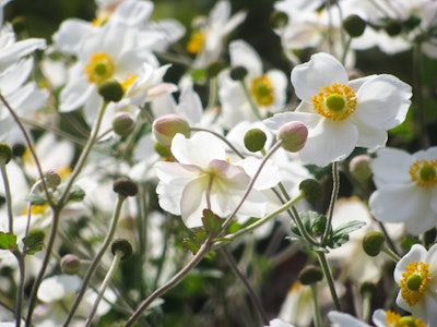 White Flowers and Leaves