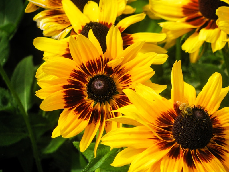 Photo: Flowers
