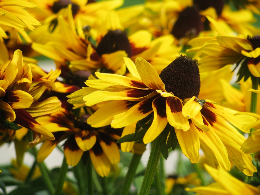 Photo: Yellow and Black Flower Petals