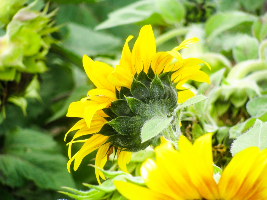 Photo: Sunflower