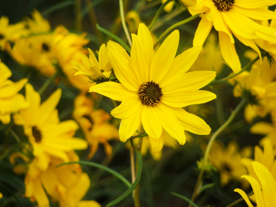 Photo: Yellow Flower
