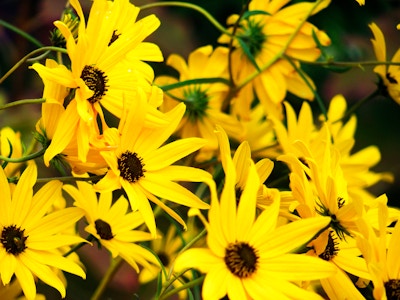 Yellow and Black Flowers