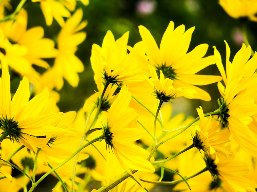 Photo: Yellow Flowers