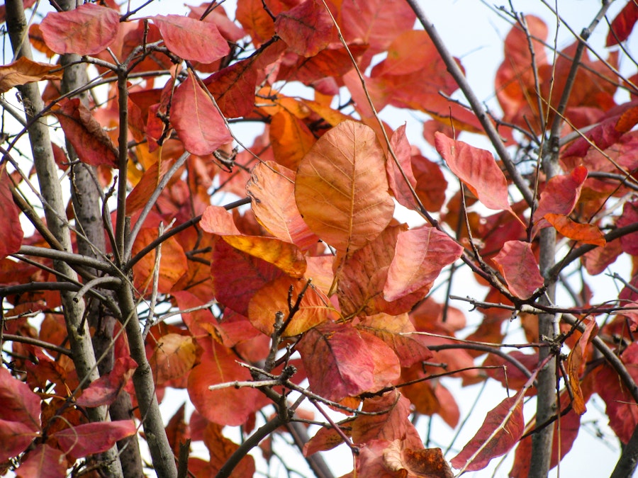 Photo: Red Leaves