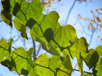 Green Leaves and Blue Sky