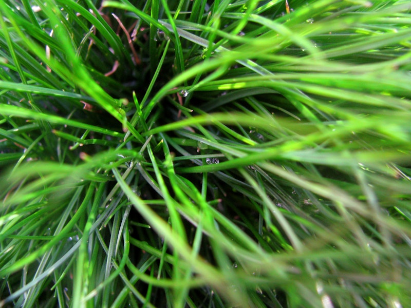 Photo: Grass