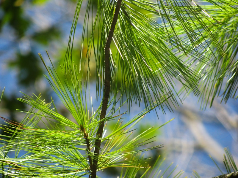 Photo: Green Pine Leaves