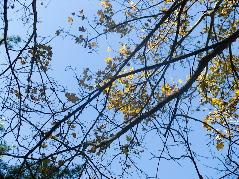Photo: Branches