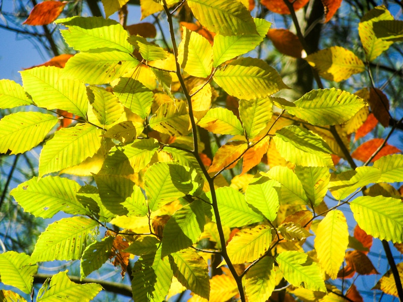 Photo: Leaves