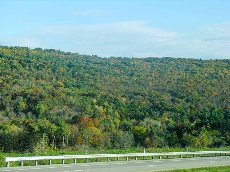 Photo: Trees