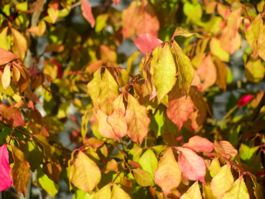 Photo: Leaves