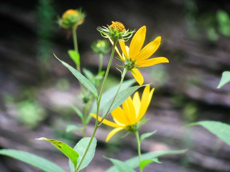 Photo: Yellow Flowers in Sun